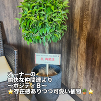 画像305